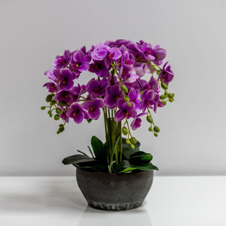 Slika za kategoriju Dekorativno cvijeće i zelenilo u posudi