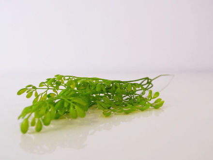Slika Grana zelenila 50 cm