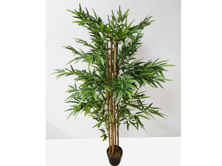 Bambus u posudi 180 cm