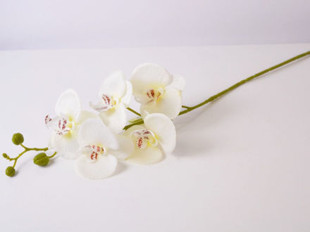 Slika Orhideja 72 cm