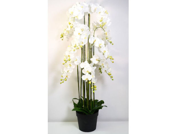 Slika Orhideja u posudi 150 cm