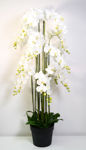 Slika Orhideja u posudi 150 cm