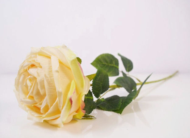 Slika Ruža 62 cm