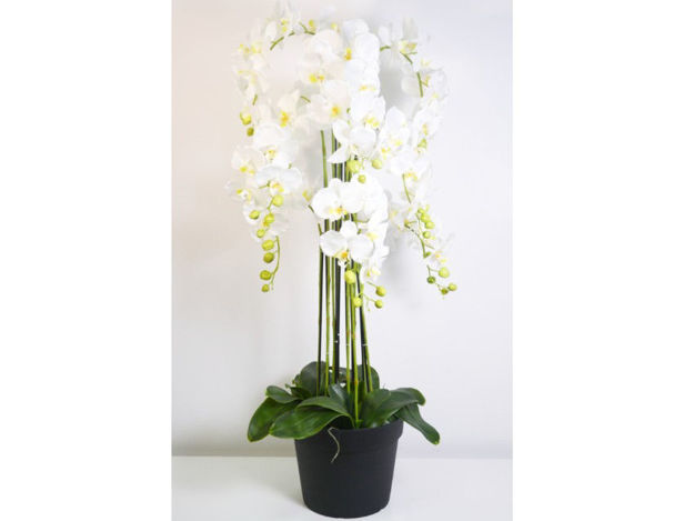 Slika Orhideja u posudi 120 cm