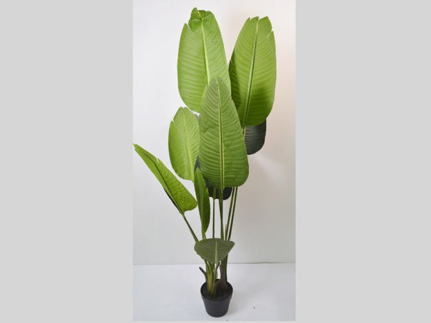 Slika Umjetno drvo strelitzia 160 cm, 10 listova, zelena