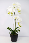 Slika Orhideja u posudi 80 cm