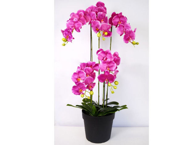 Slika Orhideja u posudi 115 cm