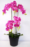 Slika Orhideja u posudi 115 cm