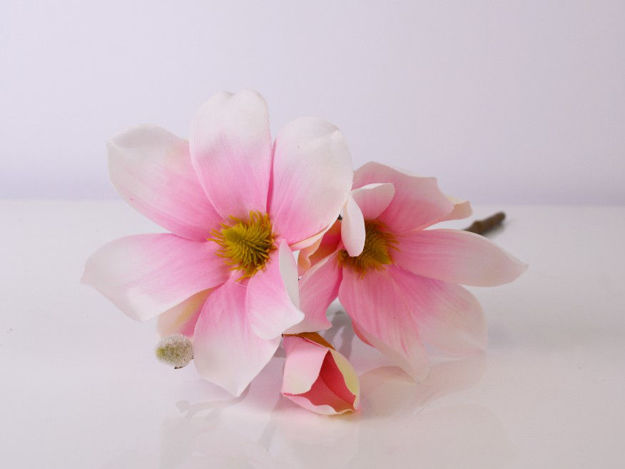 Slika Grana magnolija 40 cm