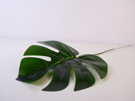 Slika List monstera 62 cm