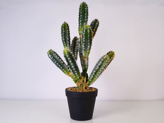 Slika Kaktus u posudi 44,5 cm