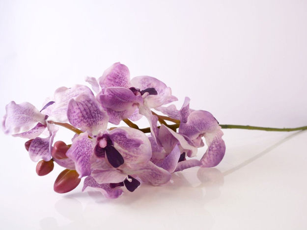 Slika Orhideja 75 cm