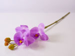 Slika Orhideja 56 cm