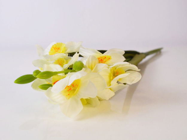 Slika Narcis 40 cm