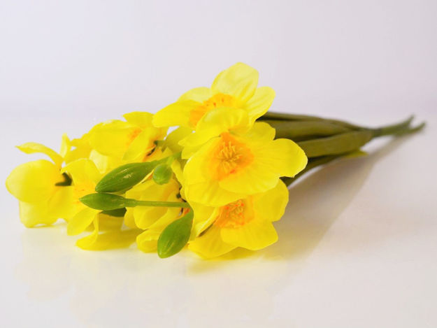 Slika Narcis 40 cm