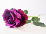 Slika Ruža 52 cm