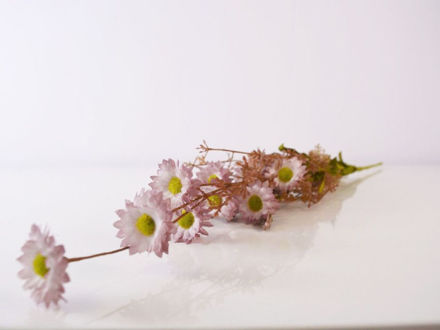 Slika Poljsko cvijeće 61 cm