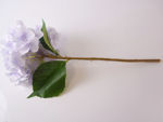 Slika Hortenzija 45 cm