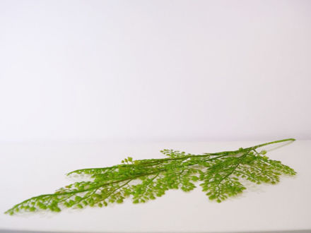 Slika Grana zelenila 90 cm