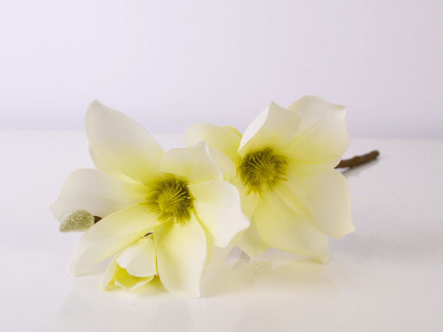 Slika Grana magnolija 40 cm