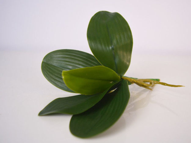 Slika Listovi orhideje 22 cm