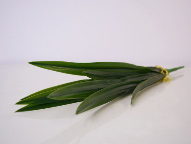 Slika Listovi orhideje 43 cm