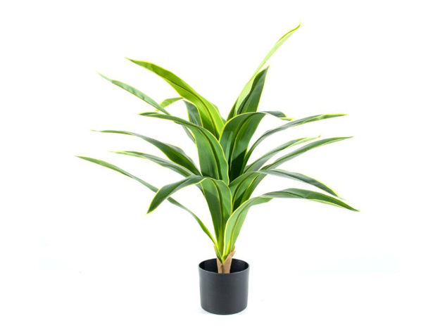 Slika Umjetna dracena u loncu 80 cm