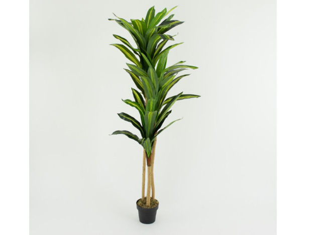 Slika Umjetno drvo dracena 180 cm u loncu