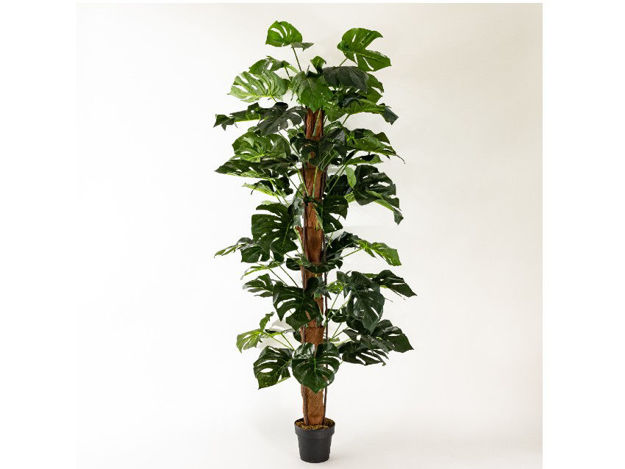 Slika Umjetno drvo monstera 200 cm