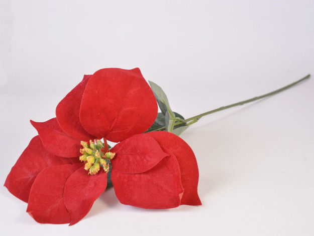 Slika Poisentia 65 cm; crvena