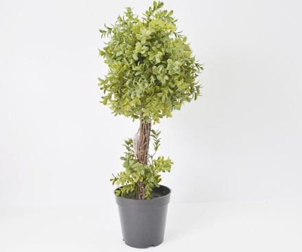 Slika Šimšir u posudi 65 cm, zelena