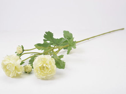 Slika Ranonkul 60 cm; 4 cvijeta; krem