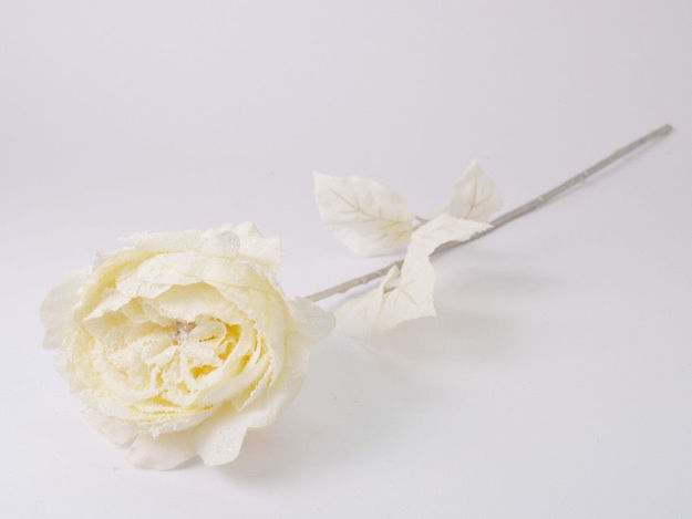 Slika Ruža engleska zasnježena 53 cm/d13 cm; krem cr-01