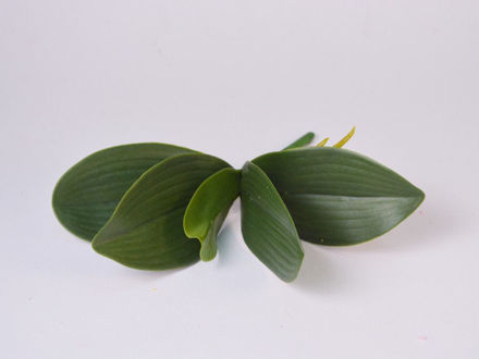 Slika List orhideje 22 cm
