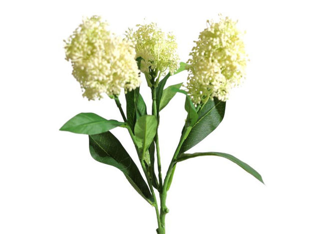 Slika Skimija x3 58 cm krem