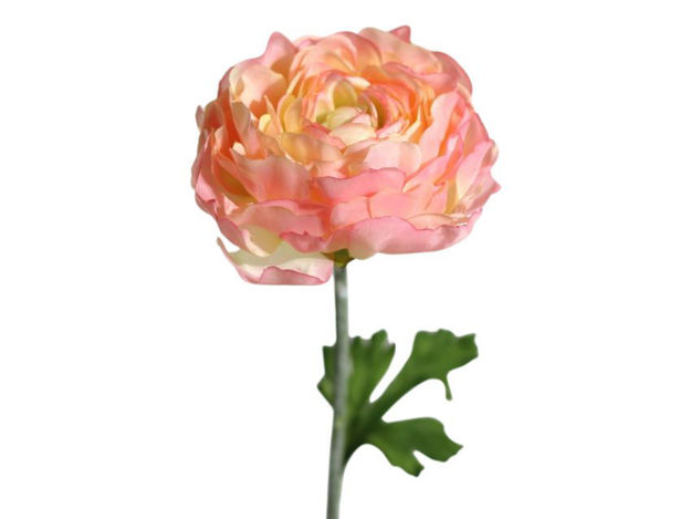 Slika Ranonkula 51 cm sv.roza