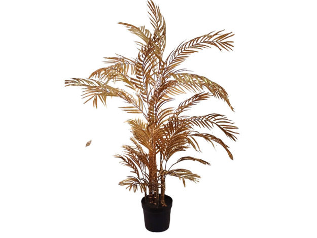 Slika Areca palma 145./31 list - zlatna