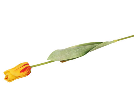 Slika Tulipan 70 cm; žuta/crvena