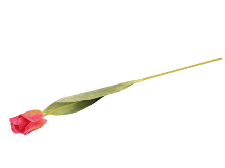 Slika Tulipan 70 cm; roza/zelena