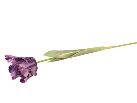 Slika Tulipan 70 cm; ljubičasta