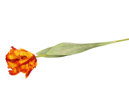 Slika Tulipan 70 cm; žuta/narančasta