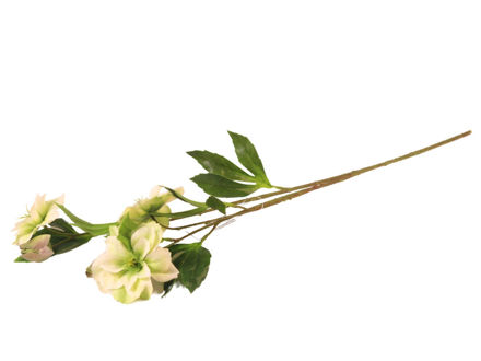 Slika Kukurijek 65 cm; zelena