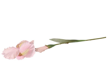 Slika Iris 83 cm; bijela/sv.roza