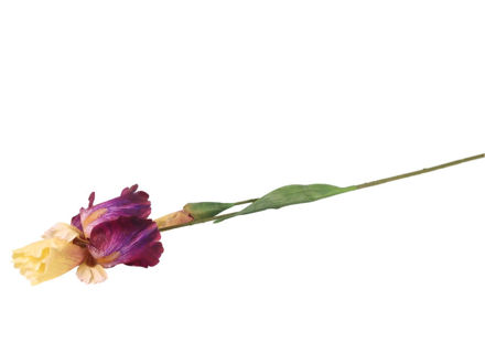 Slika Iris 83 cm; ljubičasta/krem