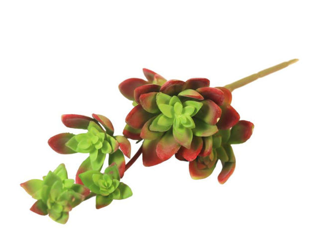 Slika Sukulent 12x32 cm; t.crveno zeleno