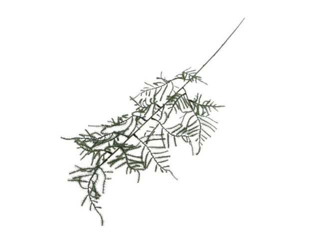 Slika Plumosum grana 76 cm zelena