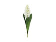 Slika Hyacinth / zumbul krem 44cm.