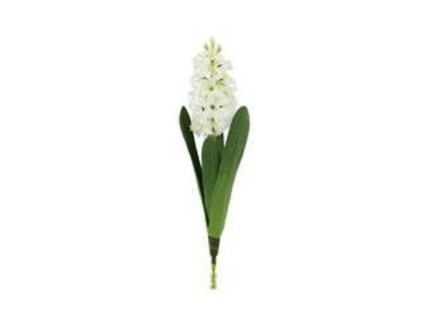 Slika Hyacinth / zumbul krem 44cm.