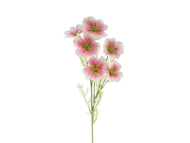 Slika Cosmea/uresnica x6 roza 77 cm