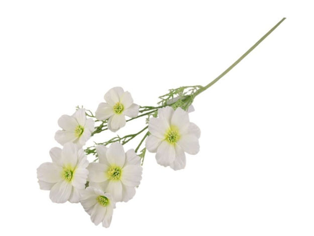 Slika Cosmea/uresnica x6 krem 77 cm